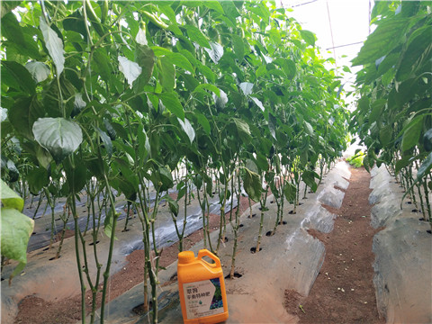 滴灌肥，拉姆拉，翠姆