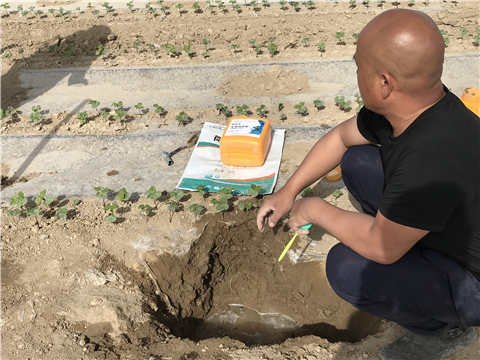 水溶肥，拉姆拉，翠姆