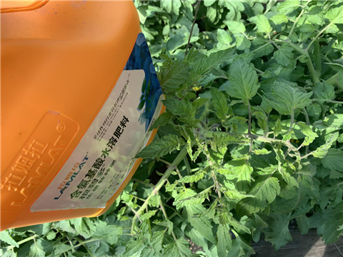 水溶肥，拉姆拉，翠姆