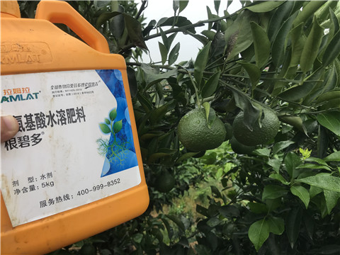 水溶肥，拉姆拉，翠姆