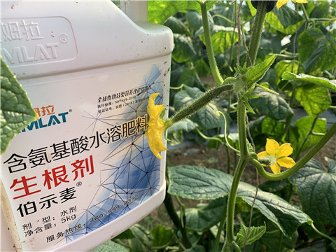 水溶肥，拉姆拉，伯示麥