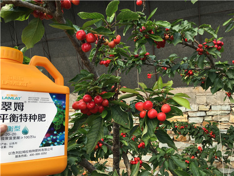 水溶肥，拉姆拉，翠姆