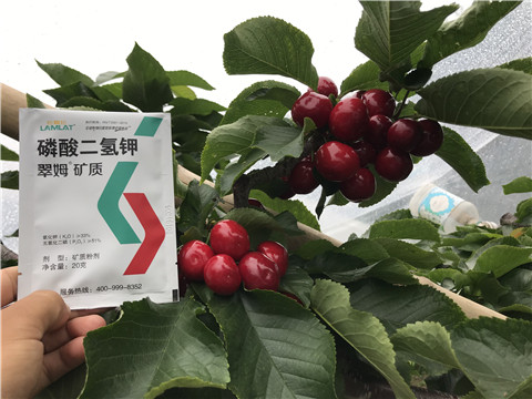 水溶肥，拉姆拉，翠姆