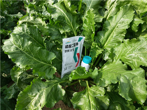 水溶肥，拉姆拉，翠姆