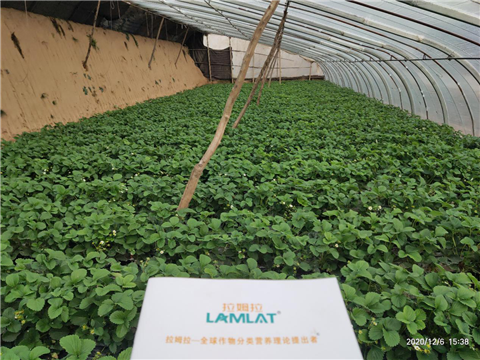 水溶肥，拉姆拉，翠姆