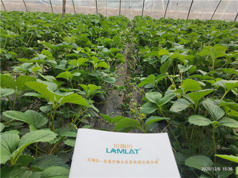 水溶肥，拉姆拉，翠姆