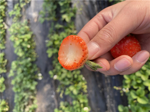 水溶肥，拉姆拉，翠姆