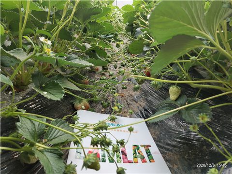 水溶肥，拉姆拉，翠姆