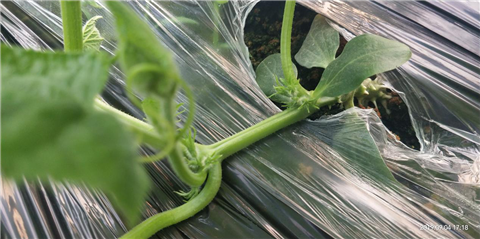 微生物菌劑，拉姆拉，翠姆