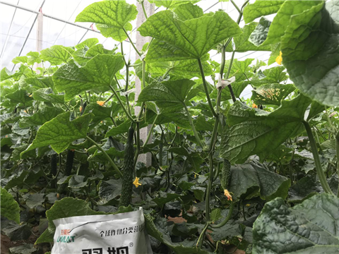 微生物菌劑，拉姆拉，翠姆