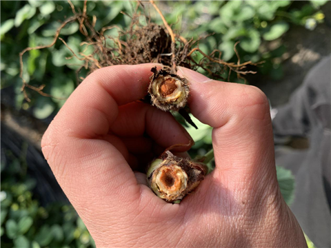 水溶肥，拉姆拉，翠姆