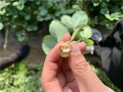 水溶肥，拉姆拉，翠姆