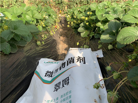 水溶肥，拉姆拉，翠姆