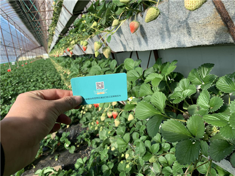 水溶肥，拉姆拉，翠姆