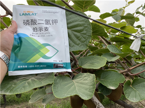 磷酸二氫鉀，拉姆拉，伯示麥