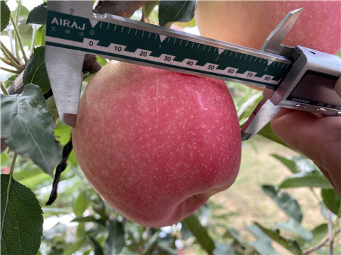 沖施肥，拉姆拉，翠姆