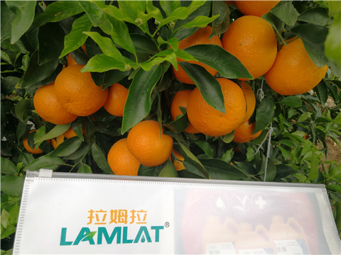 葉面肥，拉姆拉，翠姆