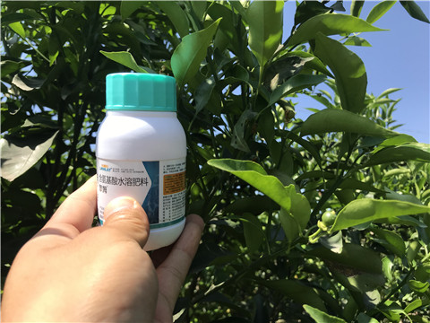 葉面肥，拉姆拉，翠姆