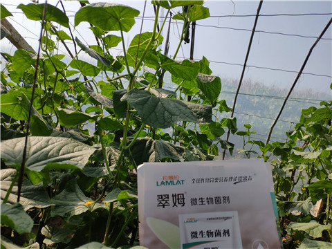 水溶肥，拉姆拉，翠姆