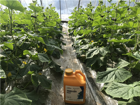 水溶肥，拉姆拉，翠姆