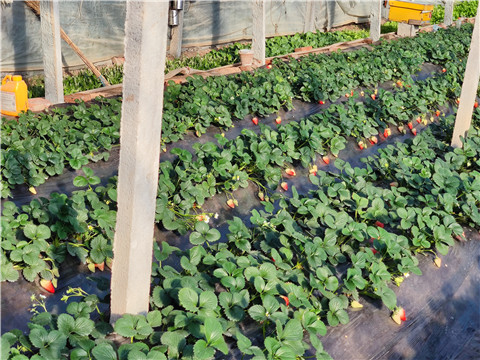 水溶肥，拉姆拉，翠姆