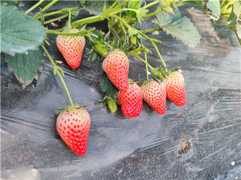 水溶肥，拉姆拉，翠姆