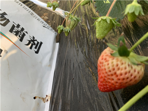 微生物菌劑，拉姆拉，翠姆