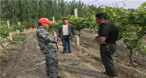 葉面肥，拉姆拉，翠姆