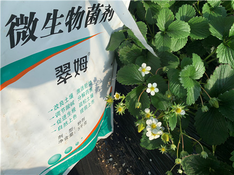 微生物菌劑，拉姆拉，翠姆