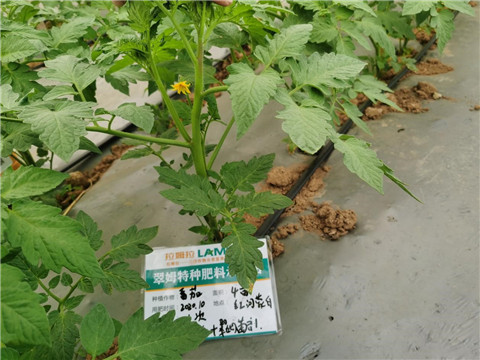 水溶肥，拉姆拉，翠姆