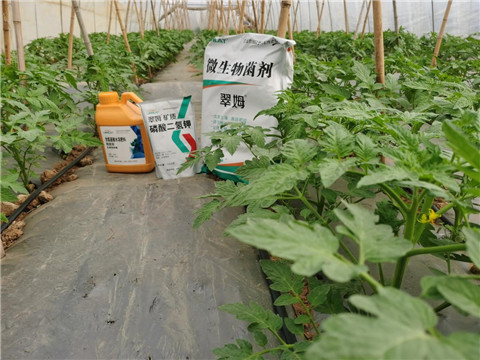 水溶肥，拉姆拉，翠姆