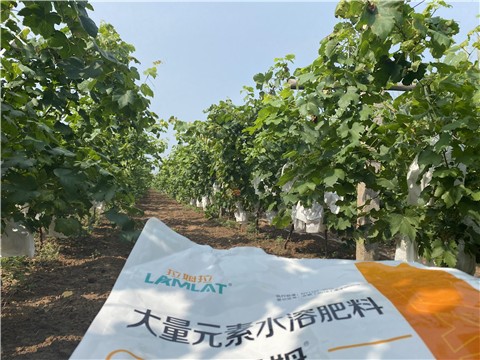 大量元素水溶肥，拉姆拉，翠姆