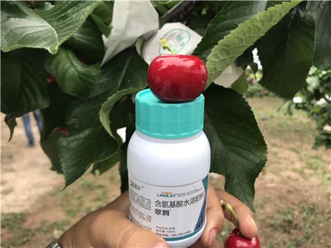 水溶肥，拉姆拉，翠姆