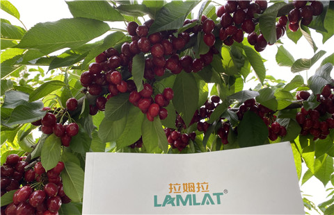 水溶肥，拉姆拉，翠姆