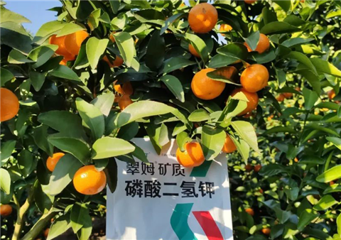 磷酸二氫鉀，拉姆拉，翠姆