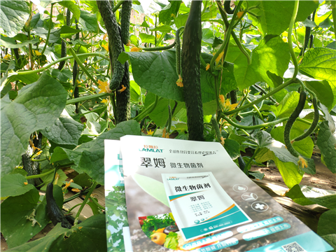水溶肥，拉姆拉，翠姆