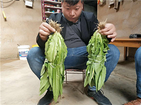 水溶肥，拉姆拉，翠姆