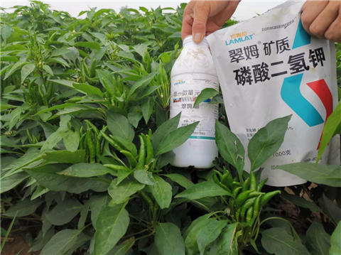 水溶肥，拉姆拉，翠姆