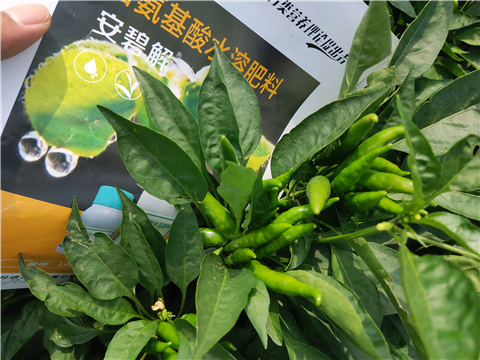 水溶肥，拉姆拉，翠姆