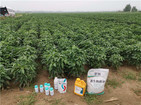 水溶肥，拉姆拉，翠姆
