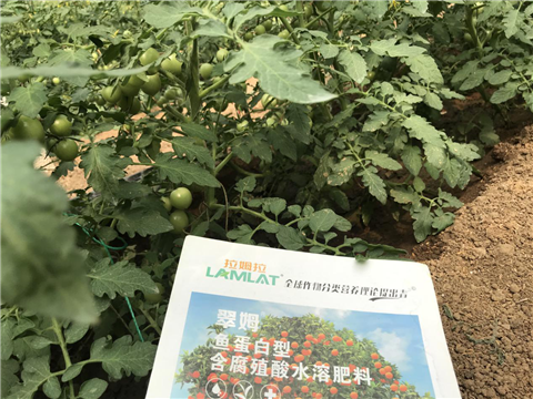 水溶肥，拉姆拉，翠姆