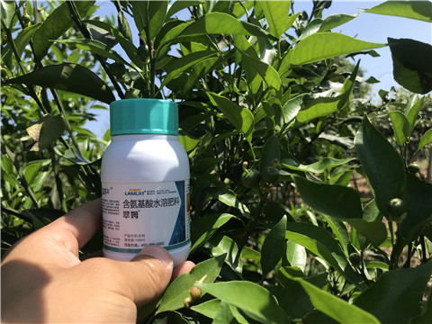 葉面肥，拉姆拉，翠姆