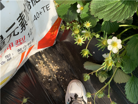 水溶肥，拉姆拉，翠姆