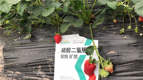磷酸二氫鉀，拉姆拉，翠姆