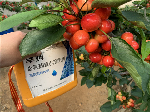 水溶肥，拉姆拉，翠姆