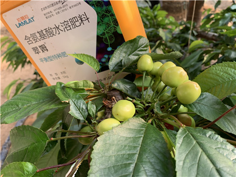 氨基酸水溶肥，拉姆拉，翠姆
