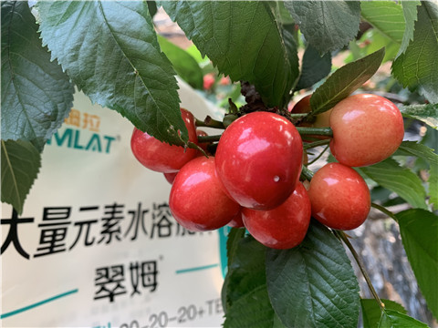 大量元素水溶肥，拉姆拉，翠姆
