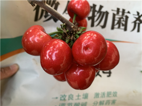 水溶肥，拉姆拉，翠姆