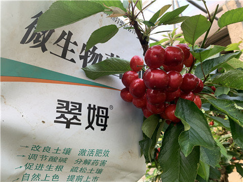 水溶肥，拉姆拉，翠姆