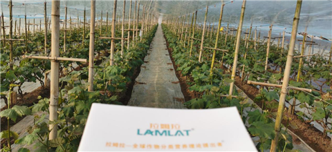 水溶肥，拉姆拉，翠姆